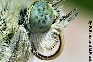 A close-up of a butterfly's head, eye, <br>and proboscis