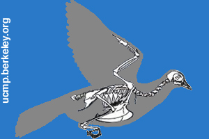 Drawing showing the skeleton of a bird