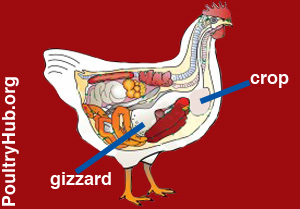 Diagram showing the crop and gizzard of a bird