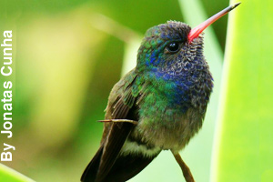 Close-up of the tiny bee hummingbird