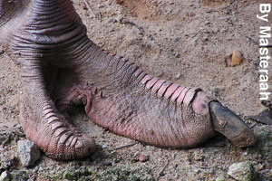 Close-up of an ostrich foot