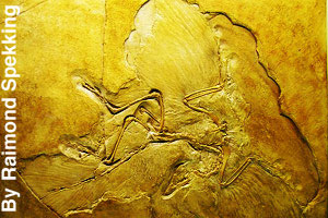 A fossil of a pre-historic bird
