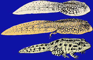 Three stages of a tadpole