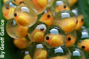 Frog eggs