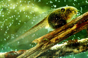 Close-up of a tadpole