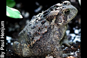 Toad with bumpy skin