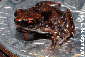 A tiny frog sitting on a dime