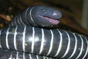 A legless amphibian, a caecilian