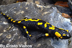 A fire salamander
