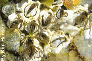 Barnacles attached to coral