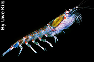Tiny krill