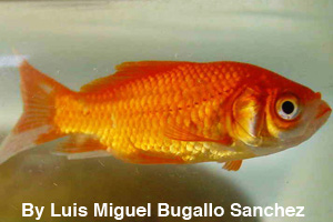 Goldfish, a bony fish