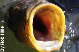 A look inside the mouth of a fish
