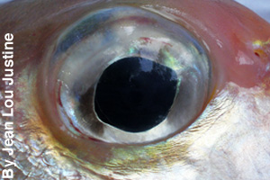 Close-up of a fish eye