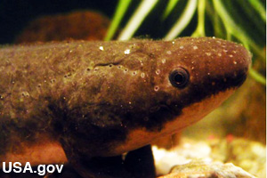 A lungfish