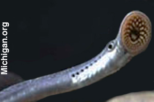 A sea lamprey, a jawless fish