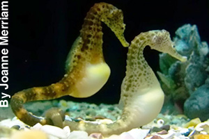 Seahorses, two bony fish