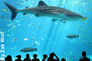 The largest shark, a whale shark