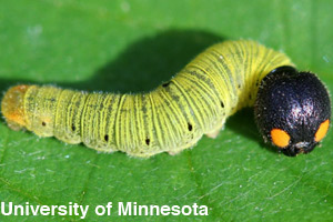 The larva stage of an insect