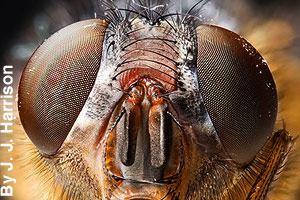 Close-up of a fly's eyes