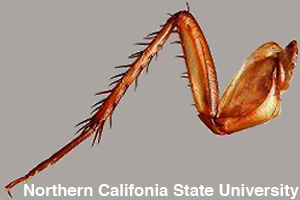 Close-up of an insect's leg