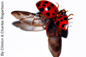 The wings of a ladybug