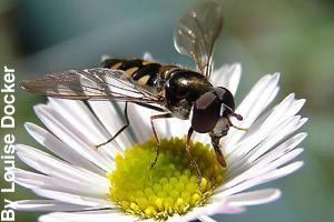 A hoverfly on a flower