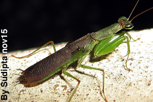 A praying mantis