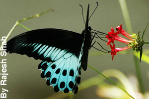 A blue mormon butterfly