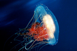 A jellyfish has a soft body.