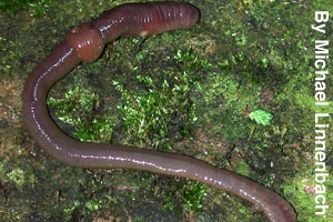 An earthworm has a soft body.