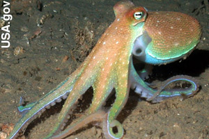 An octopus has its shell on the inside.