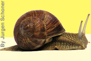 A snail carries its shell.