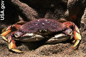 A crab has its shell on the outside