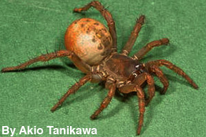 A spider is an invertebrate.