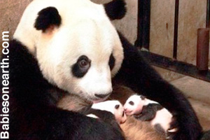 New born panda cubs