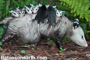 An opossum carrying her babies
