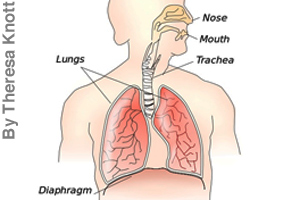 Mammals use a diaphragm to breathe