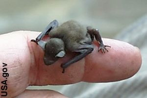 A bumblebee bat, smallest mammal