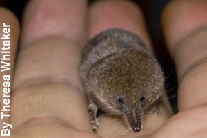 A pygmy shrew, lightest mammal
