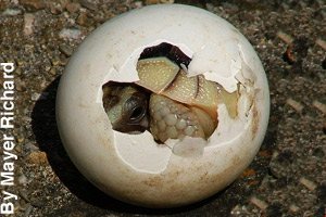 A tortoise hatchling