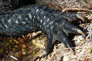 Scales on an alligator's leg