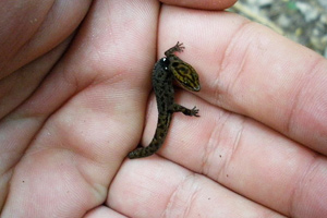 The smallest reptile, a dwarf gecko