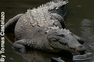 The heaviest reptile, an adult crocodile