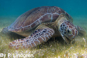 A sea turtle is a reptile.
