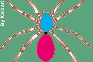 Blue is the cephalothorax; black is the pedicel; pink is the abdomen.