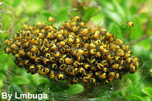 A sack of spiderettes