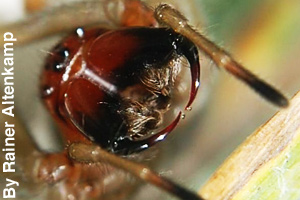 The fangs of a spider