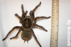 A Goliath Birdeater is one of the largest spiders.