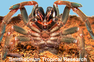 The underside of a spider